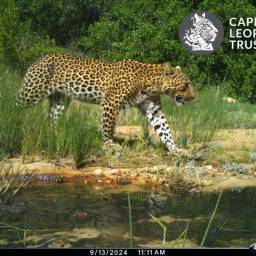 Leopard